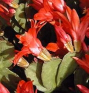 Spring (Easter) Cactus -Shipsalidopsis Gaertneri