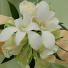 White Sweetheart Rose and White Orchid Corsage - Green
