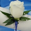 White Single Rose Boutonniere - Blue