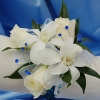 White Sweetheart Rose and White Orchid Corsage - Blue