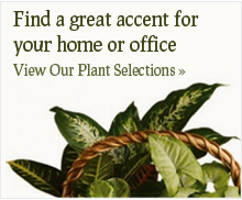 Plant Selections