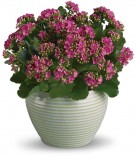 Kalanchoe - Ceramic Container