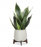 Growing Art Sansevieria Plant