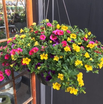 Million Bell Hanging Basket