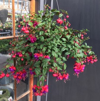 Fuchsia Hanging Basket