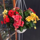 Rieger Begonia Hanging Basket