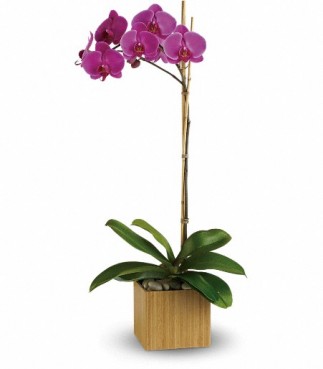 Phalaenopsis Orchid