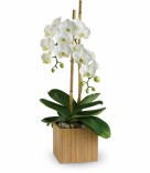 Double Phalaenopsis Orchid