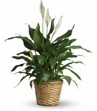 Peace Lily