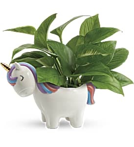 Peaceful Unicorn Pothos Plant