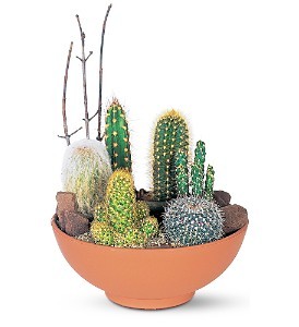 Cactus Garden 