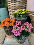 Kalanchoe - Basket 