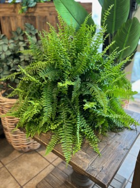 Boston Fern Hanging Basket